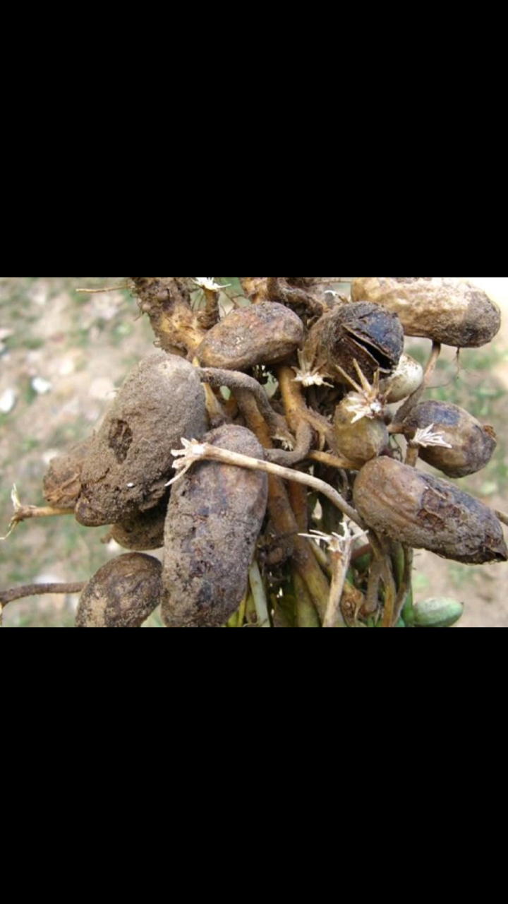 三农#花生果腐病产生的原因