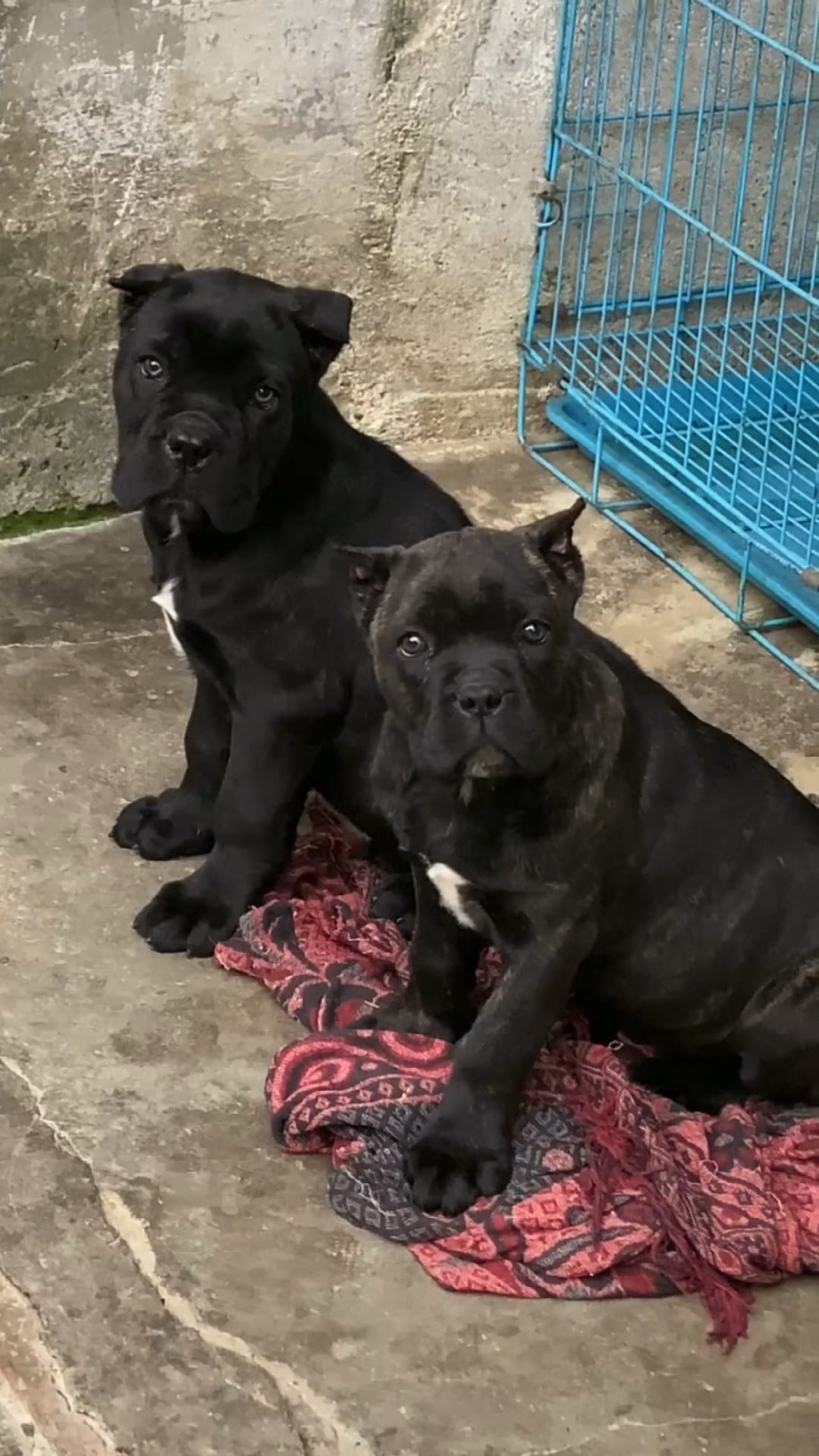 卡斯罗#带刀护卫卡斯罗幼犬