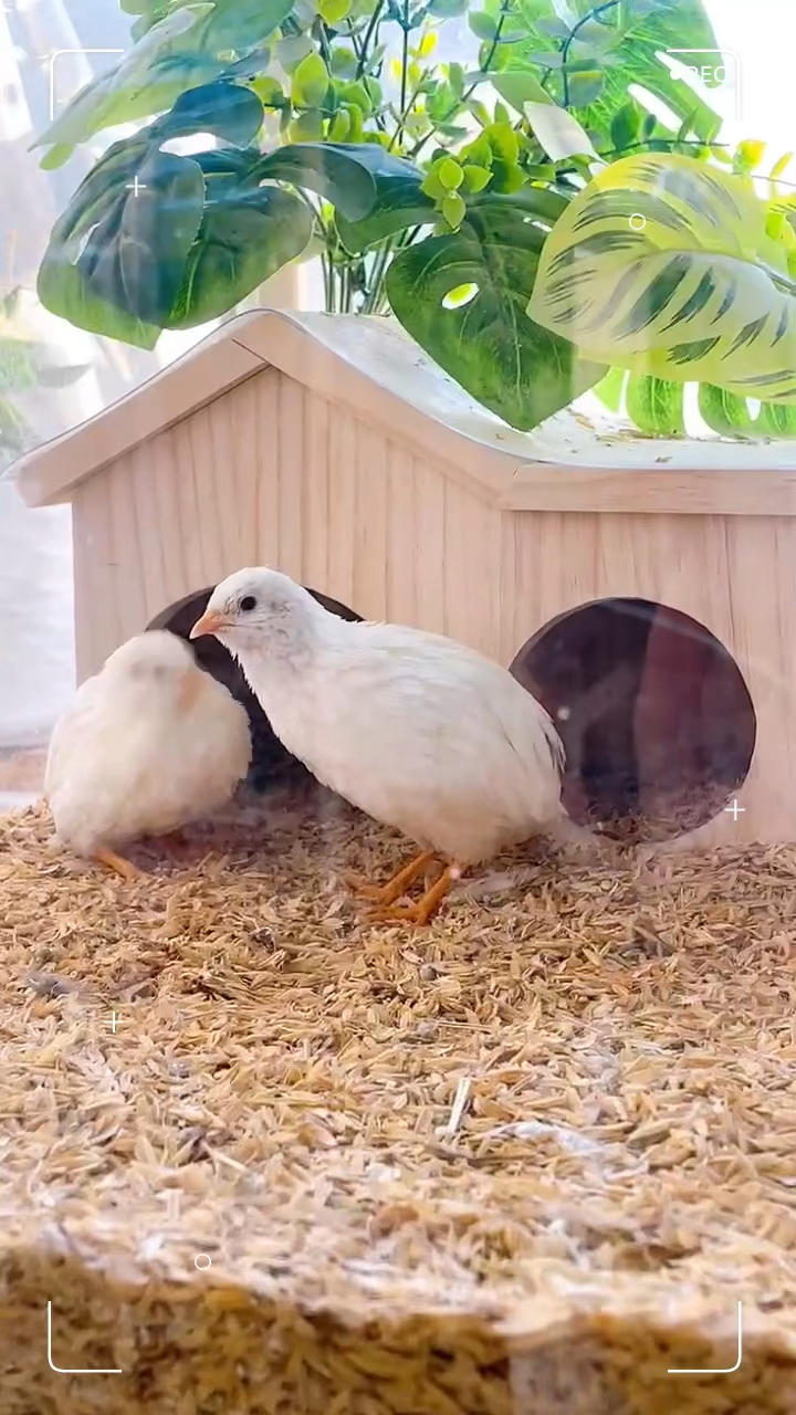 我家萌宠成精了我的气质你模仿不过来我是阳台上的网红宠物芦丁鸡