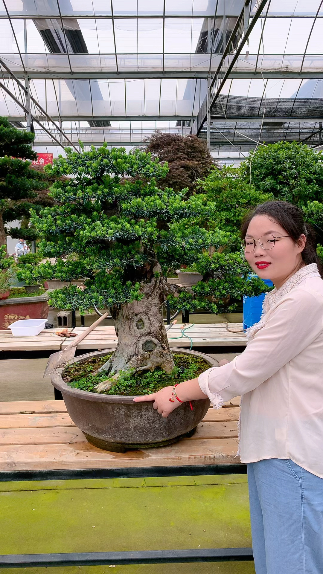 超级矮霸罗汉松