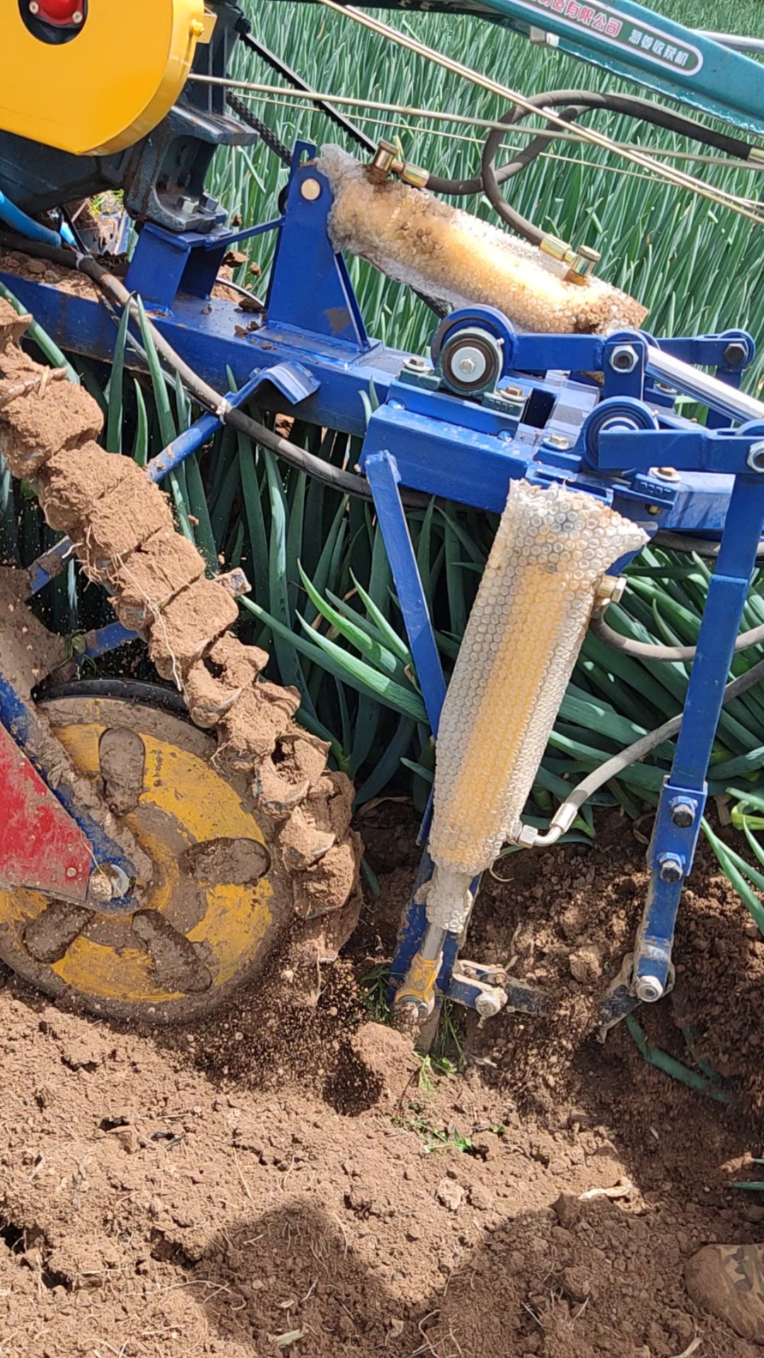 大葱移栽机#今年出葱用这个,一天起葱20亩,雇人成本高,我这边雇人