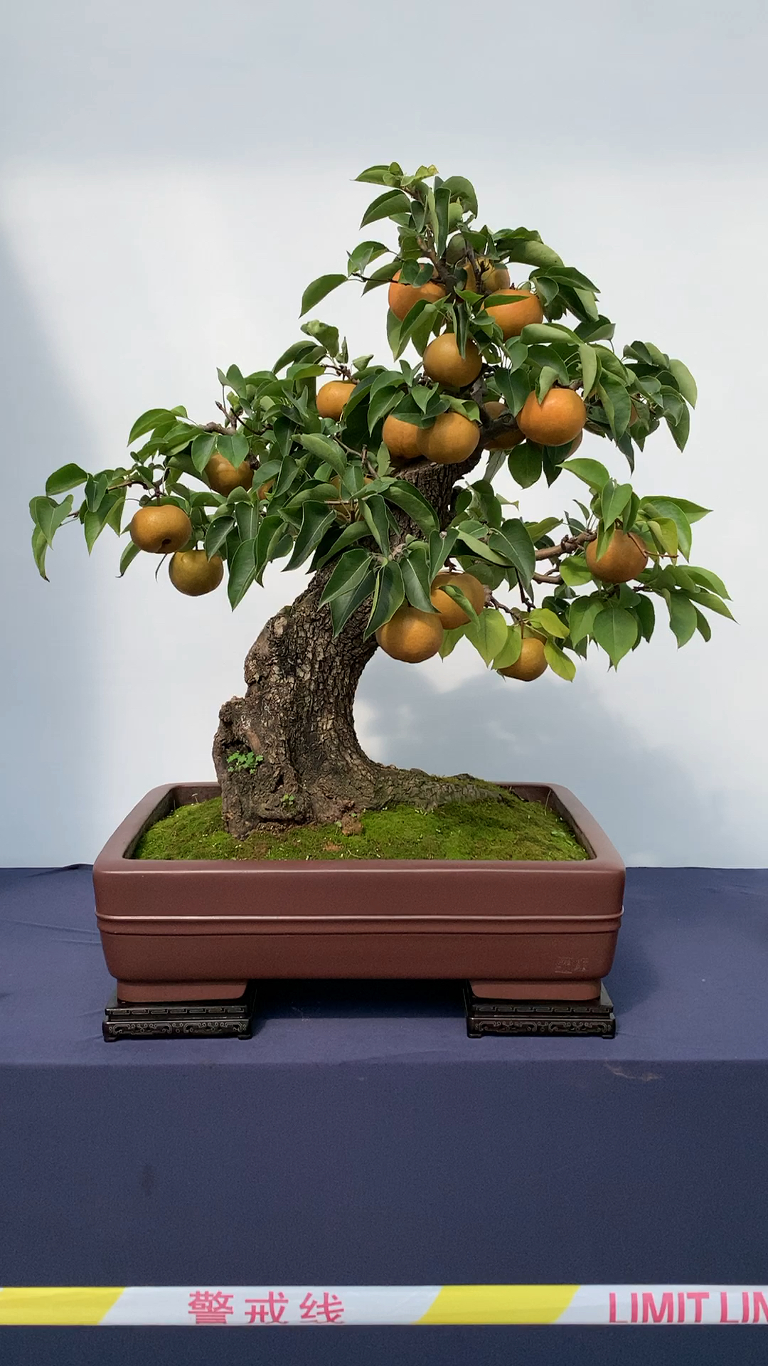 精品老桩梨树盆景,好多人说这梨是粘上去的,说这点树怎么可能结这么多