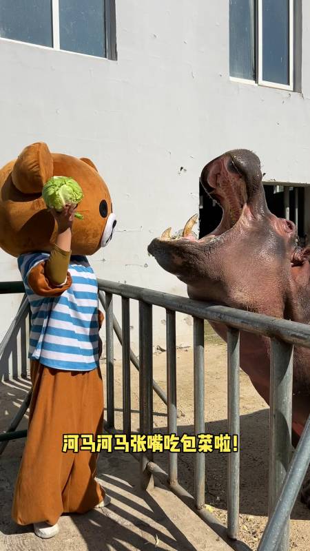 搞笑段子剧#大熊喂河马吃包菜-度小视