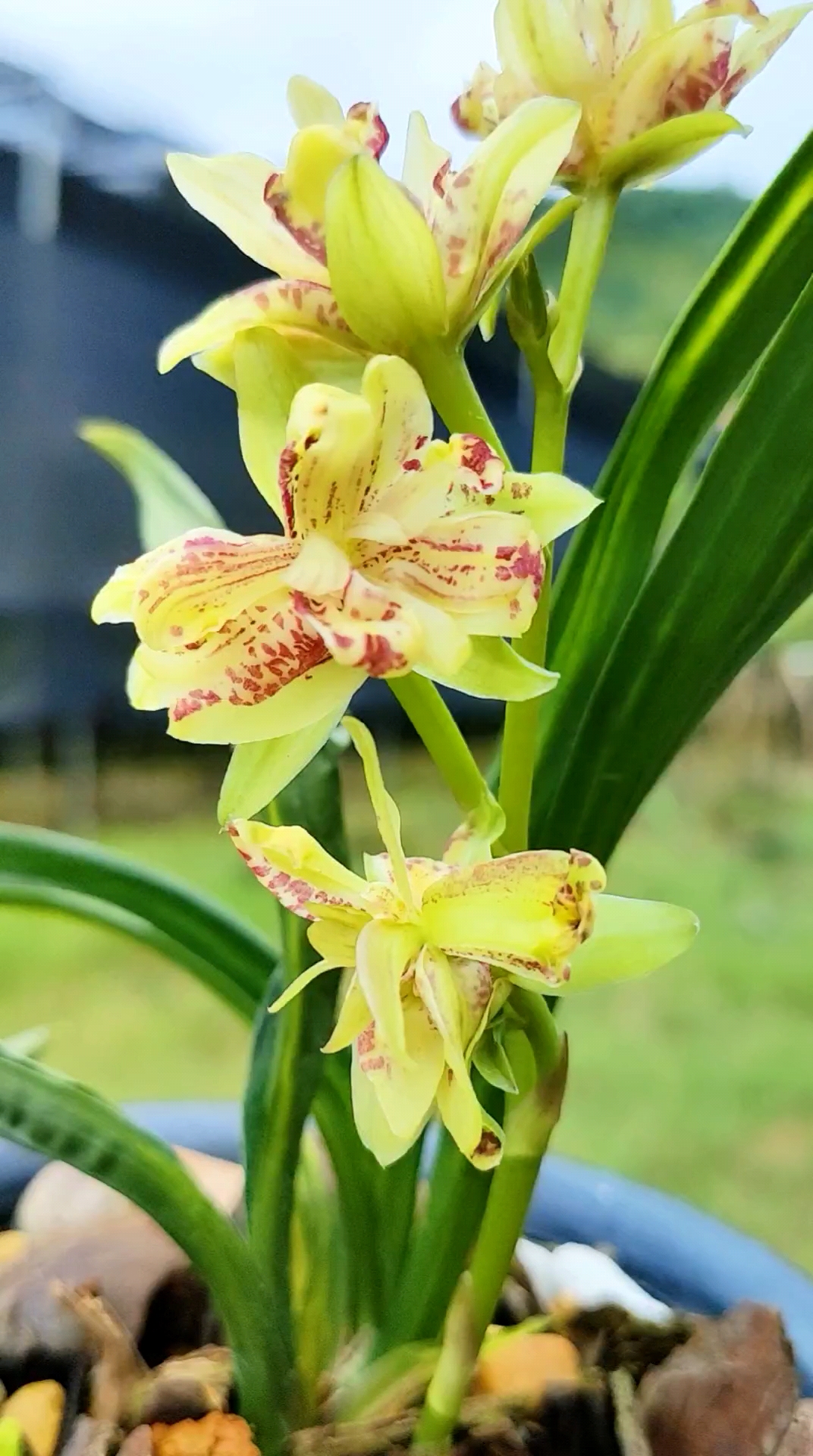 水晶龙奇花,等了很久,终于全开了