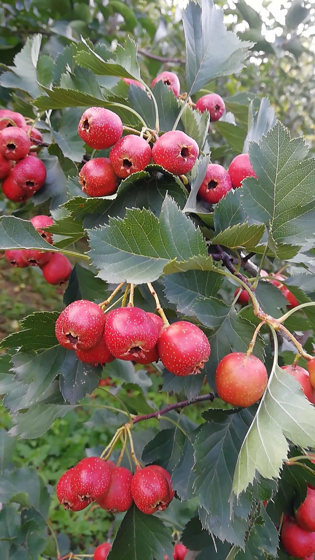 家花野花鮮花#山裡紅,紅火火