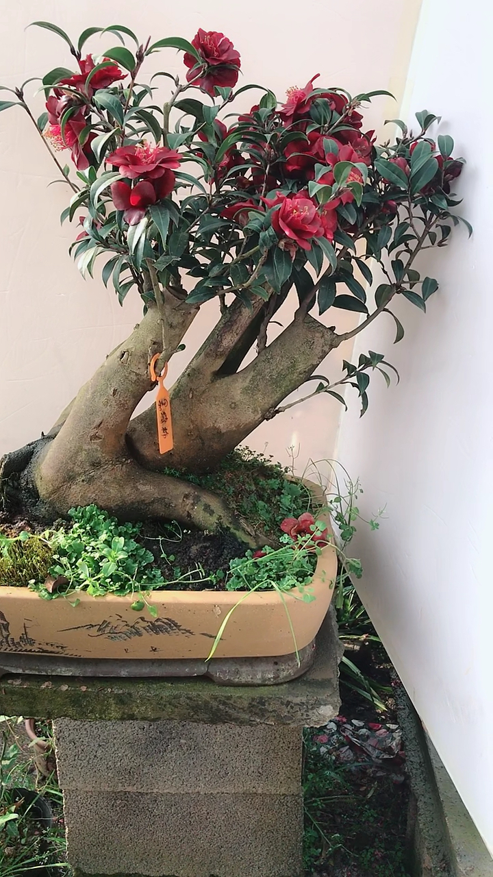 黑骑士茶花