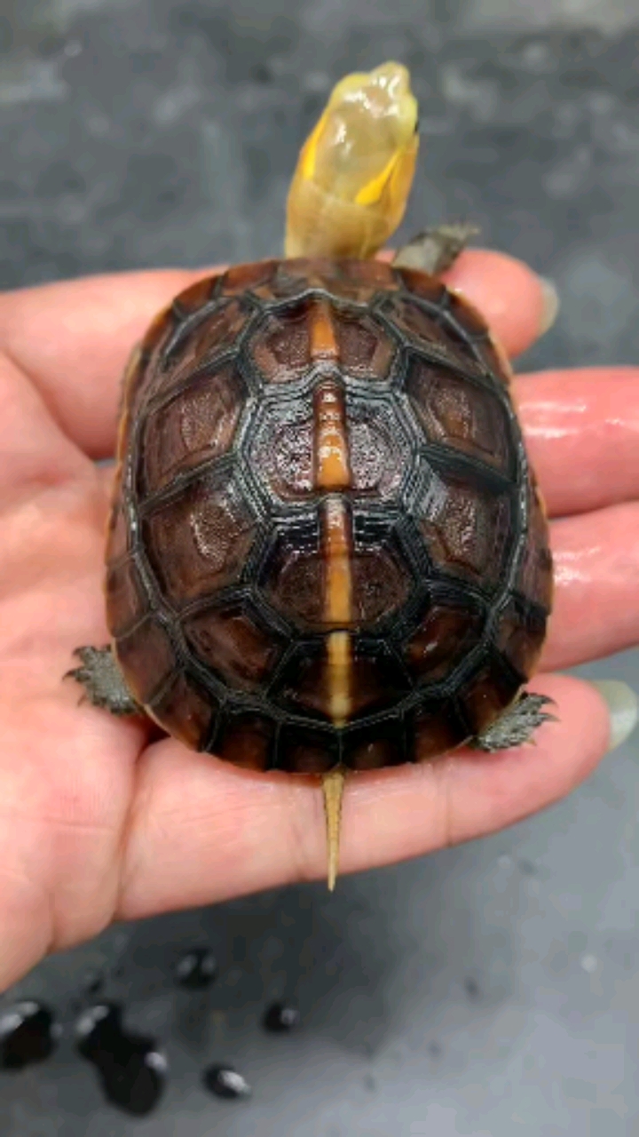 皖南安缘黄缘闭壳龟#分享高背安缘,像足球.