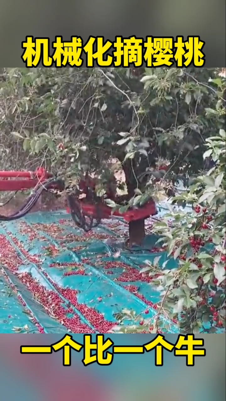 机械化摘樱桃,真是一个比一个牛呀-度小视