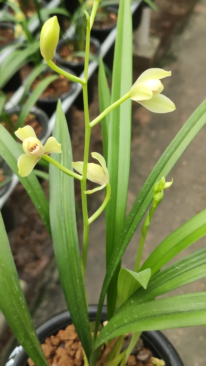 兰花小站#建兰蚕虫梅