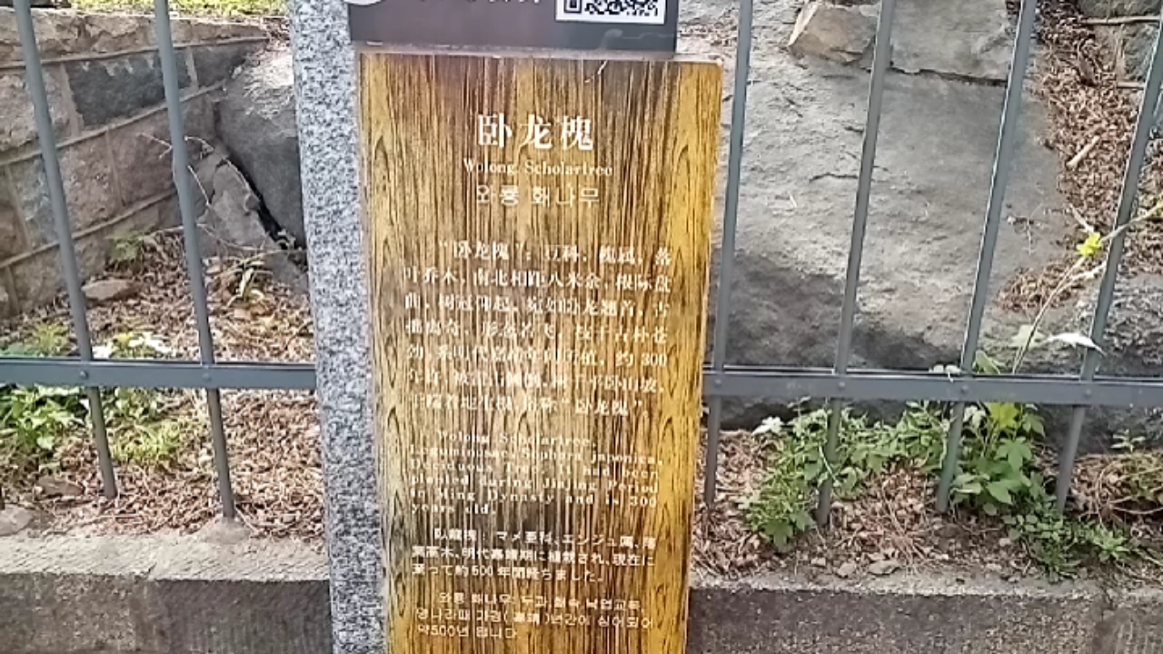 泰山盘山道上的卧龙槐