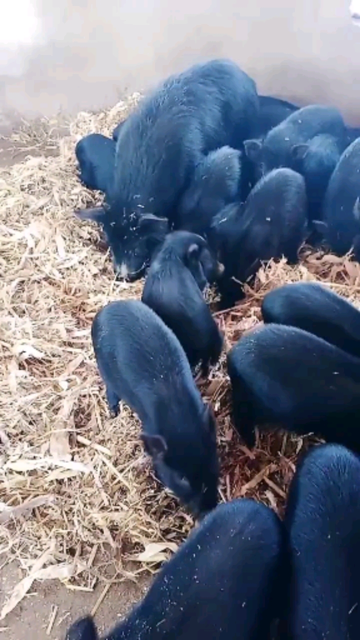 藏香猪#纯种西藏小耳藏香猪!