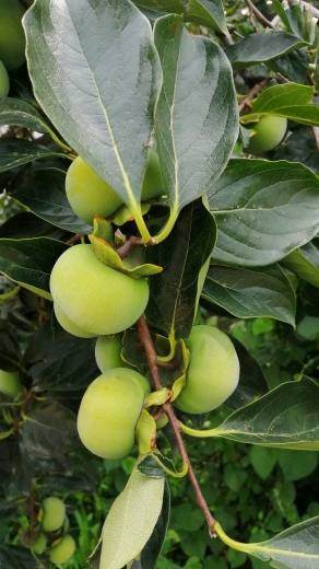 青柿子树