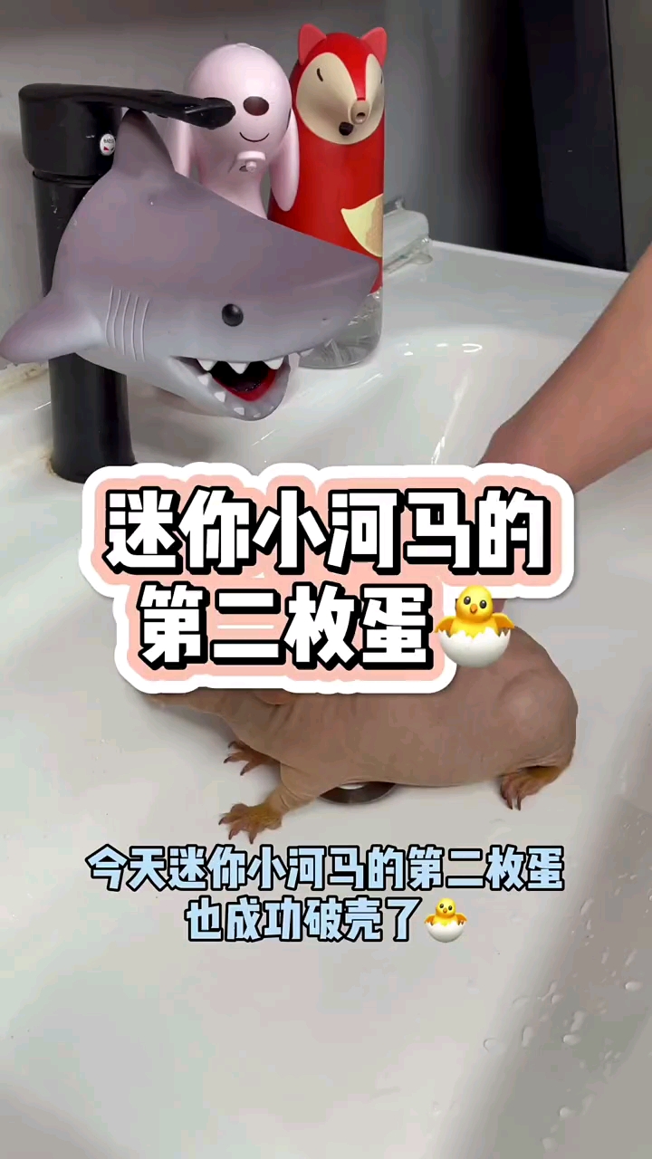迷你小河马的蛋破壳了,两枚蛋里面的宝宝长的还不一样