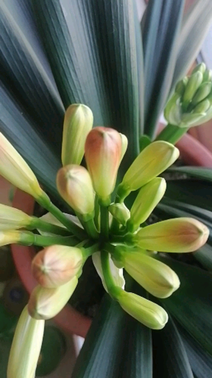 今年君子兰长很多花苞开花很漂亮