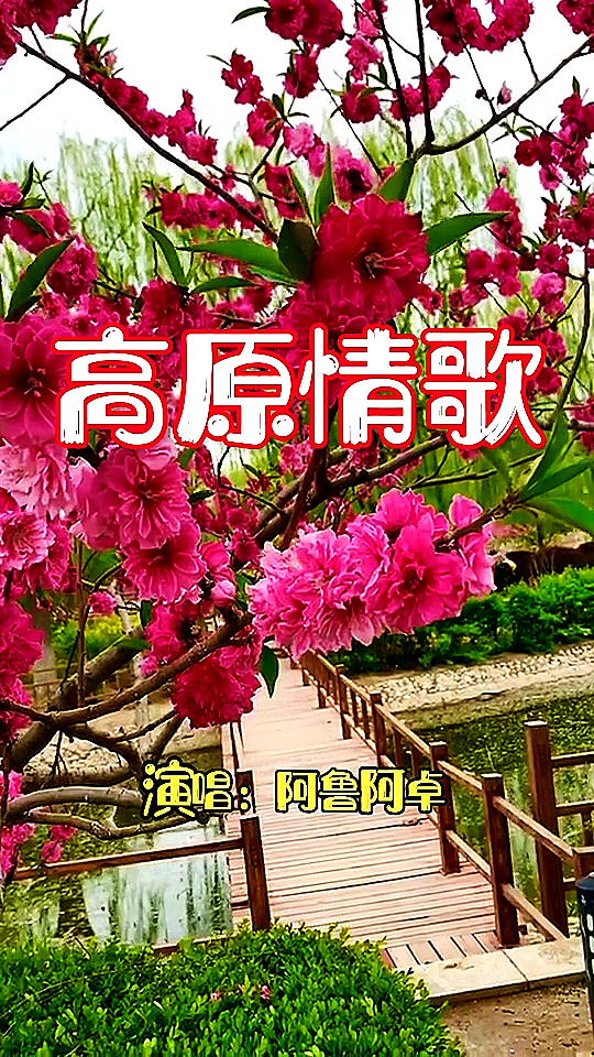 《高原情歌》演唱:阿鲁阿卓