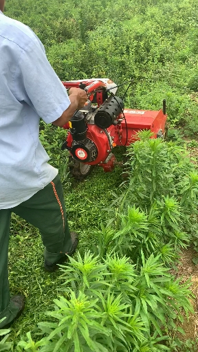 #现代农业科技#机械除草的魅力,中国制造加油!