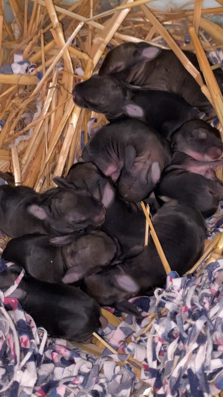 比利时兔一月一窝,一窝十多只