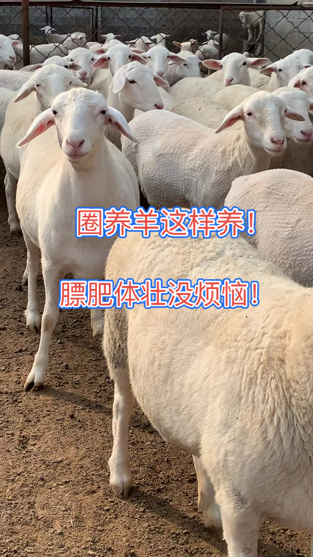 农村养的羊什么品种 农村养的羊什么品种最好