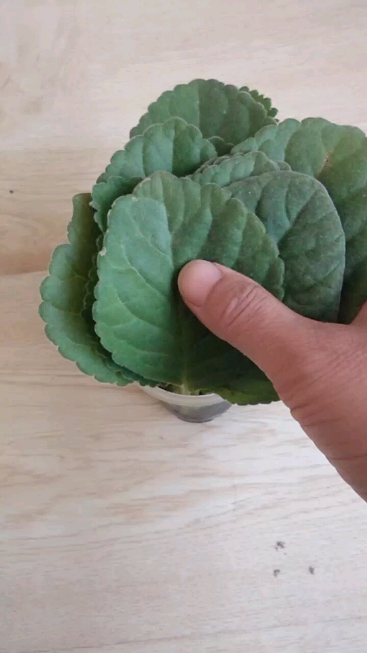 你好秋天#水培芙蓉花叶