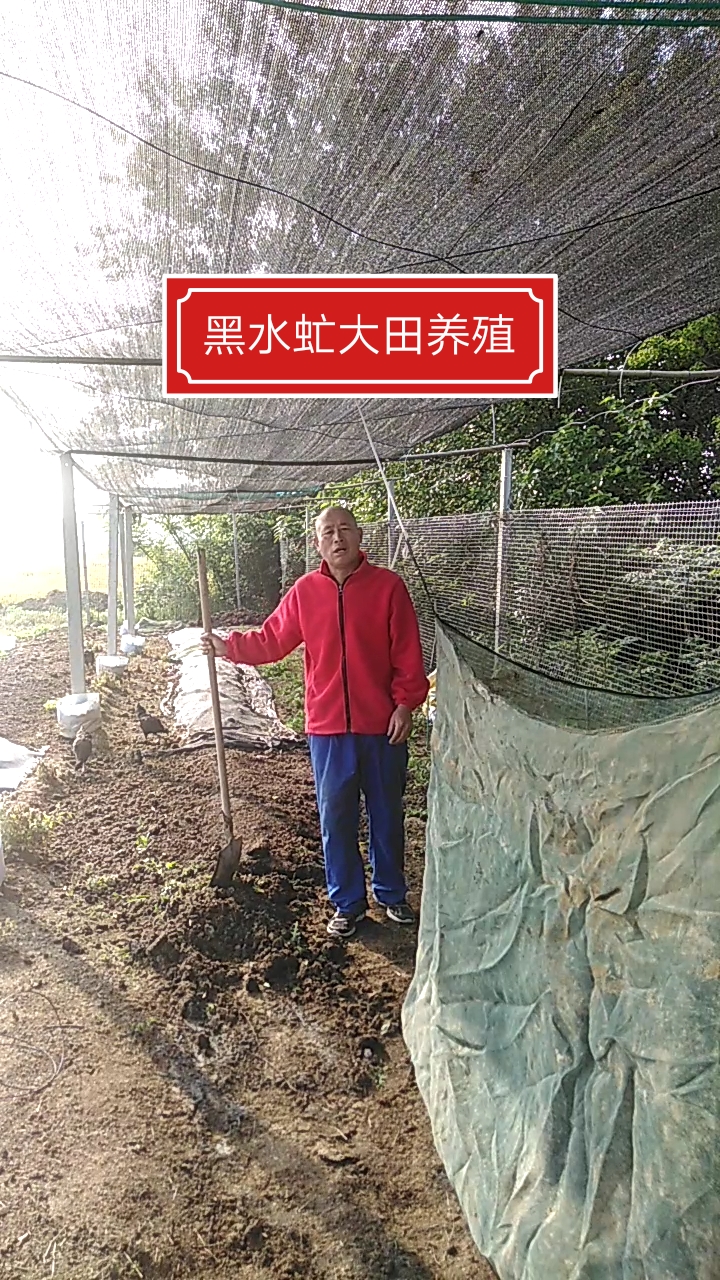 黑水虻养殖#大田养殖黑水虻,低投入,高回报