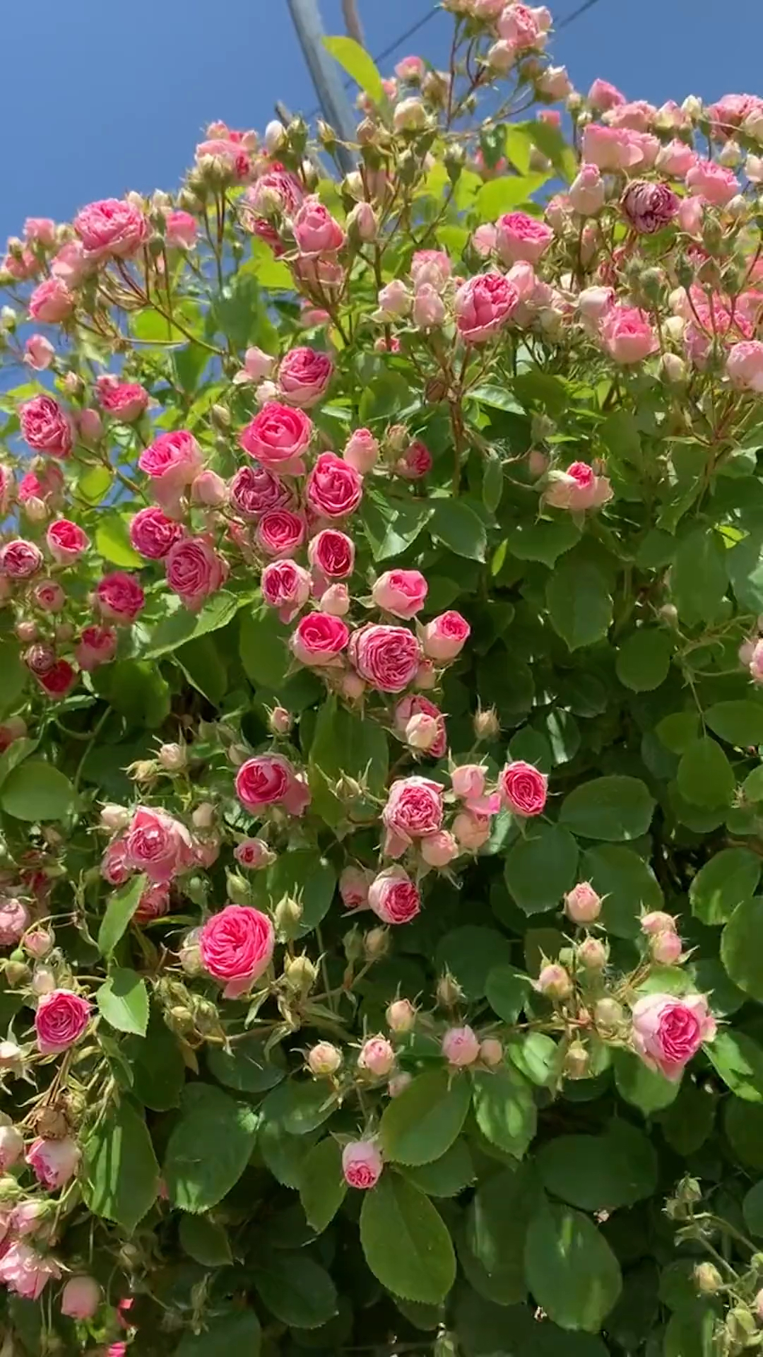 藤本月季胭脂扣花量超多多季循环开花