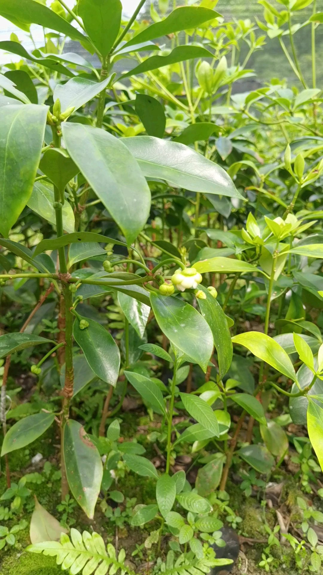 村姑阿幼八角苗#罗马品种的大红八角小苗才40公分高,居然有花蕾了!