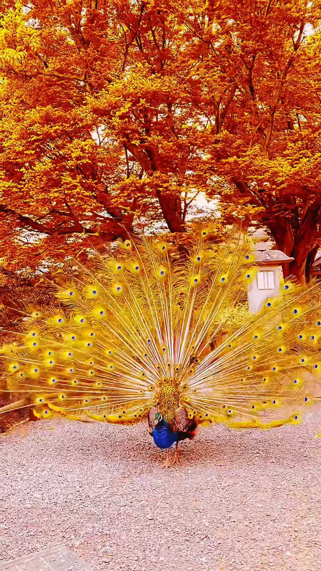 我家宠物不一样#金孔雀开屏吉祥如意-度小视