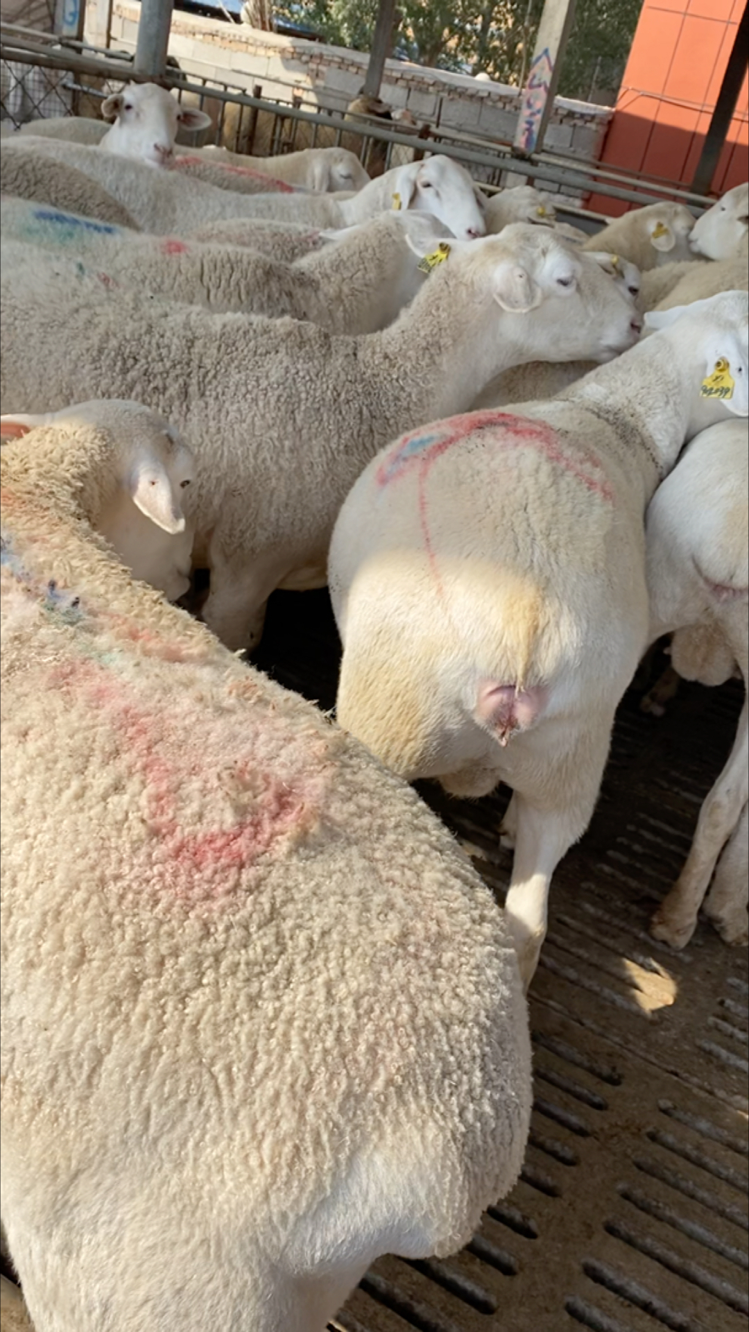 感谢支持我的所有好朋友#二胎棒奶澳洲白大母羊