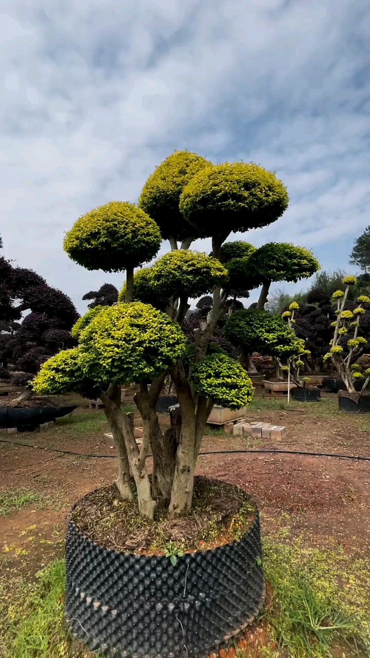 亮晶女贞造型树,四季不困落叶,适合庭院别墅农家小院栽植