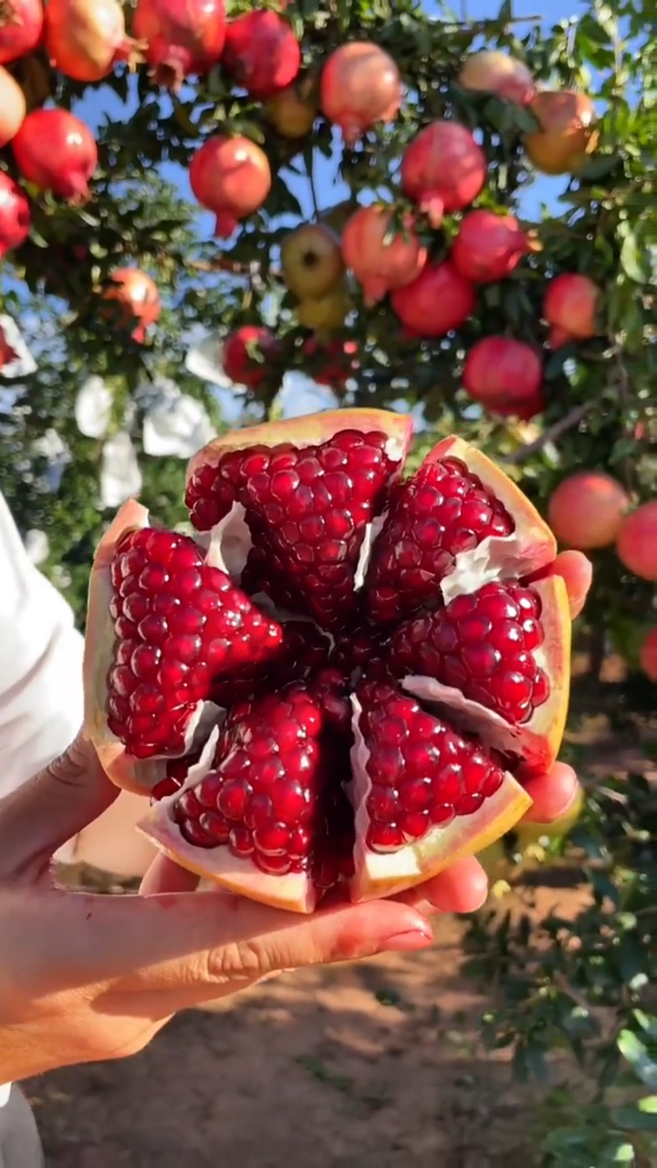 像红宝石一样的石榴#突尼斯软籽石榴#现摘现发-度小视