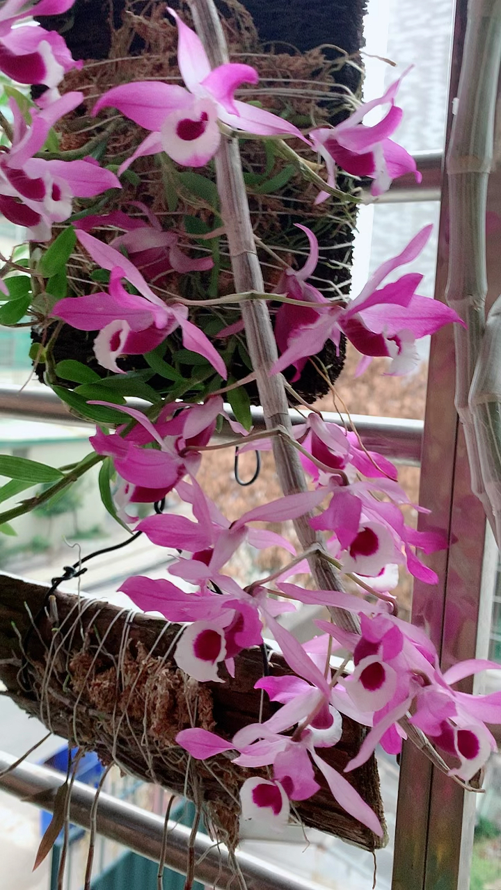 石斛记#喇叭唇石斛