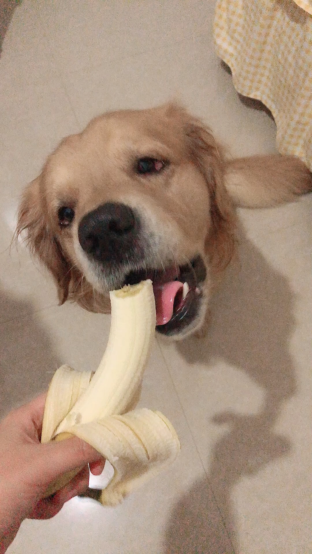 我想这就是父爱吧,爸爸在吃香蕉,儿子一来,它马上让开,太感人了