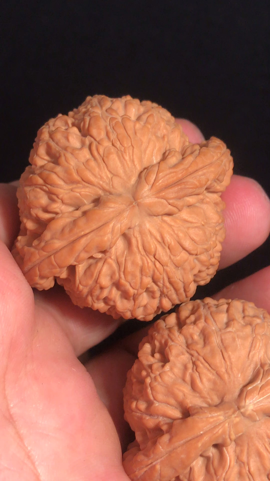 文玩核桃#滚圆滚圆地闷尖白