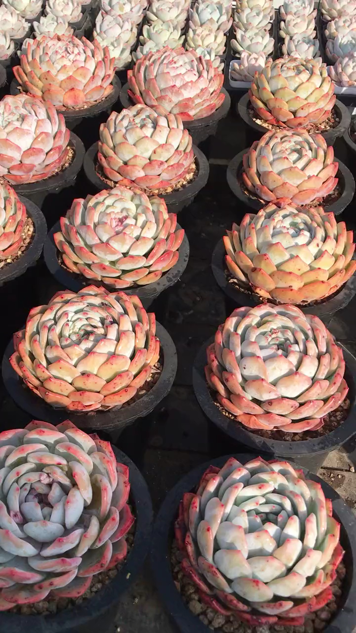 多肉植物#橙子多肉