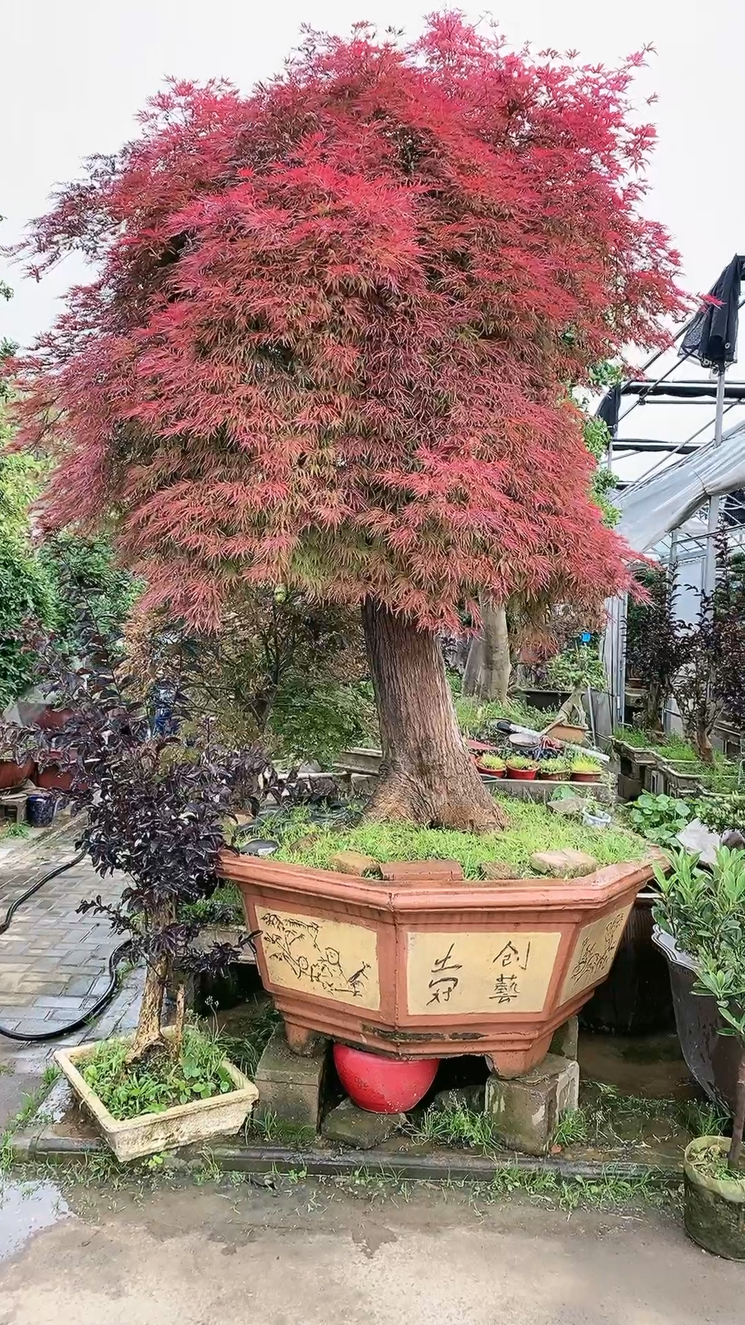 百年羽毛枫,庭院树太美了