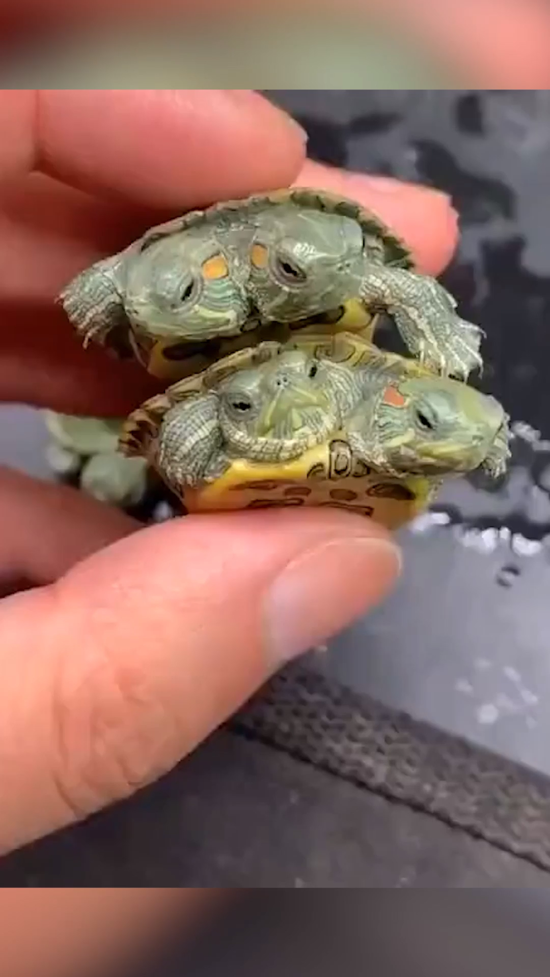 萌宠萌爆了#两个头的乌龟!很多人一辈子都没有见过的稀奇货!