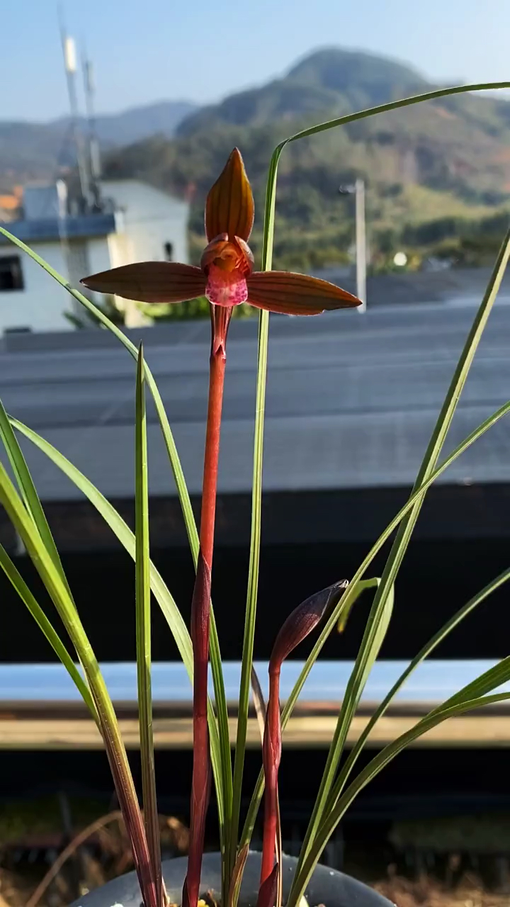 兰花#豆瓣红草红素,豆瓣中的大中华-度小视