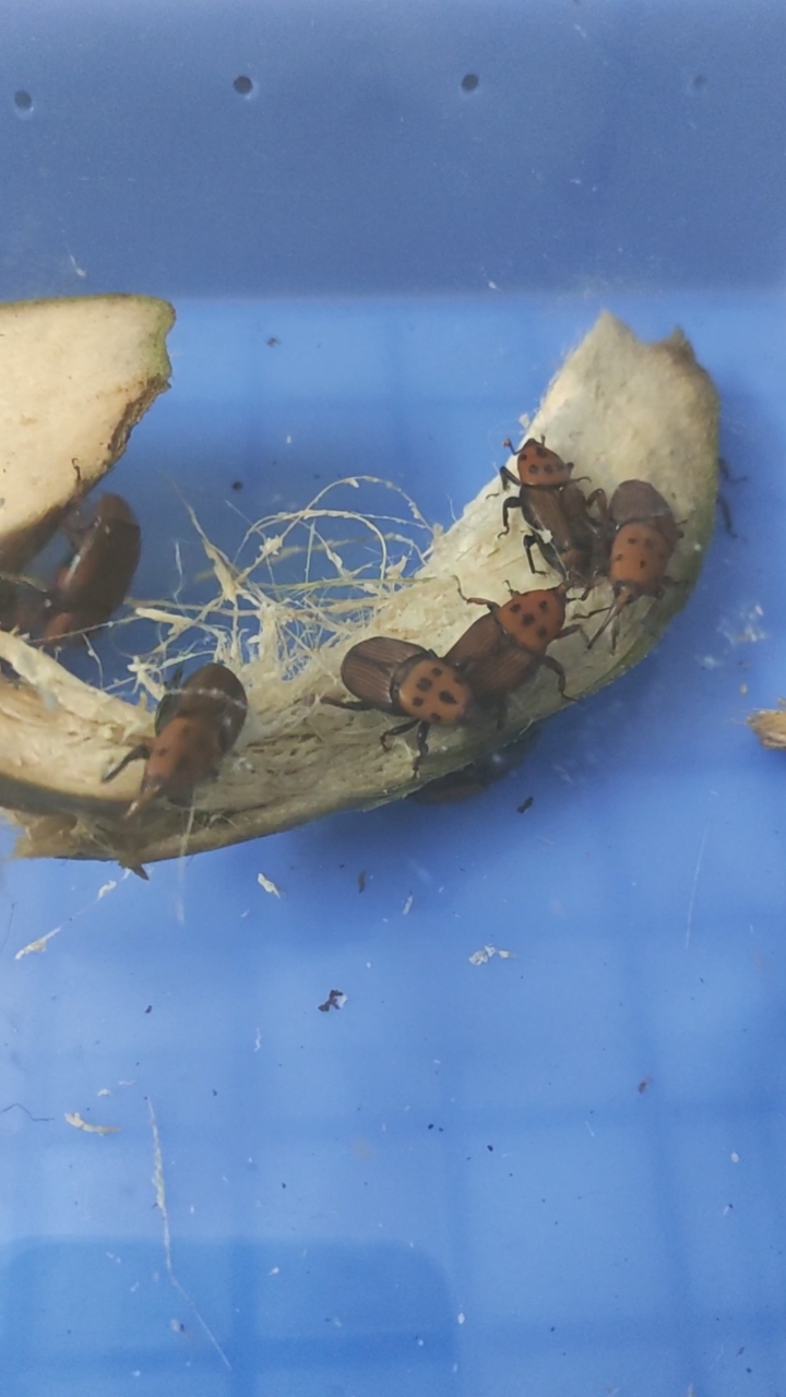 三农红人#广东竹虫竹象生态养殖种虫种苗