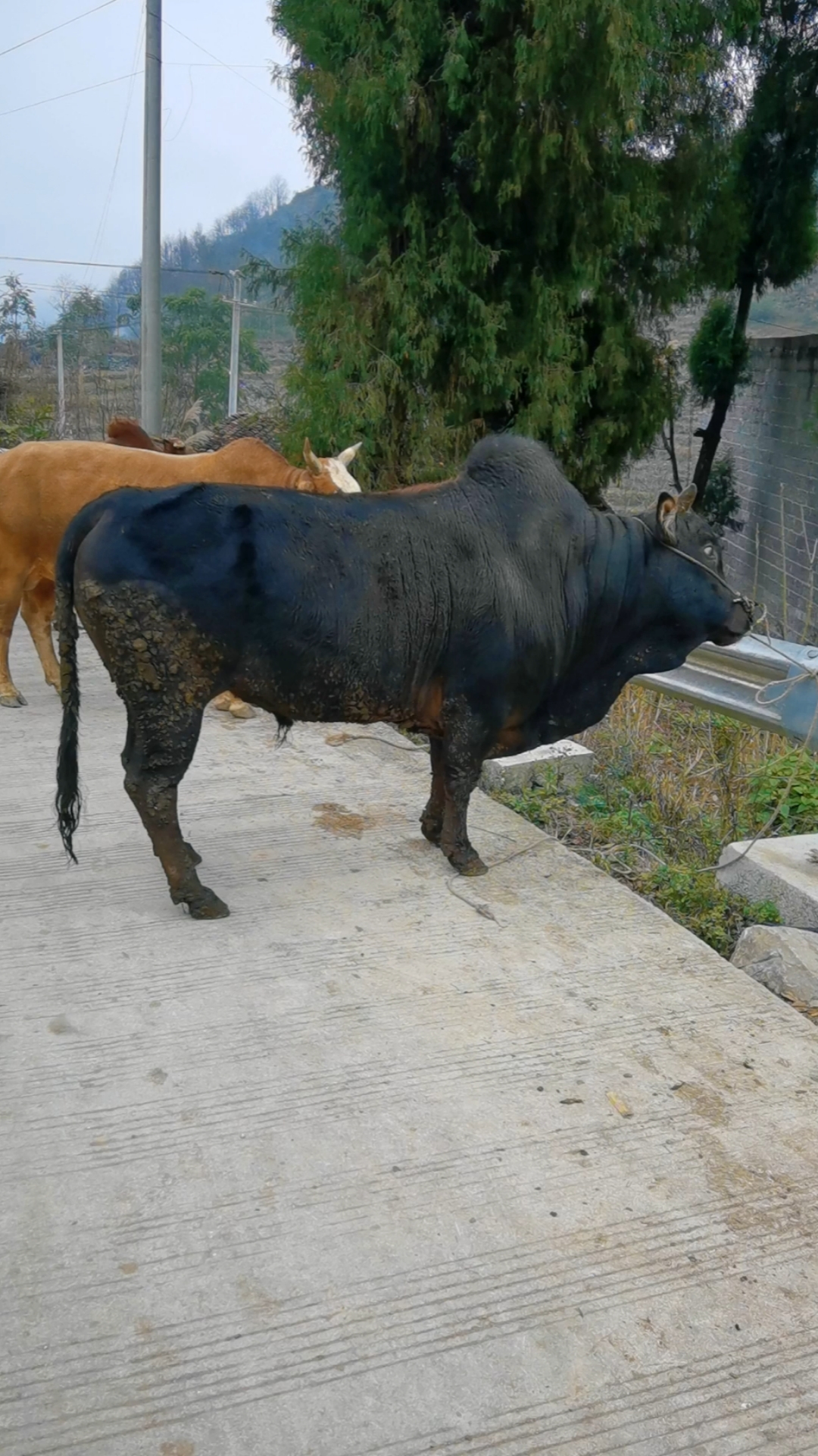 农村大哥放养了4头土黄牛,他要7.