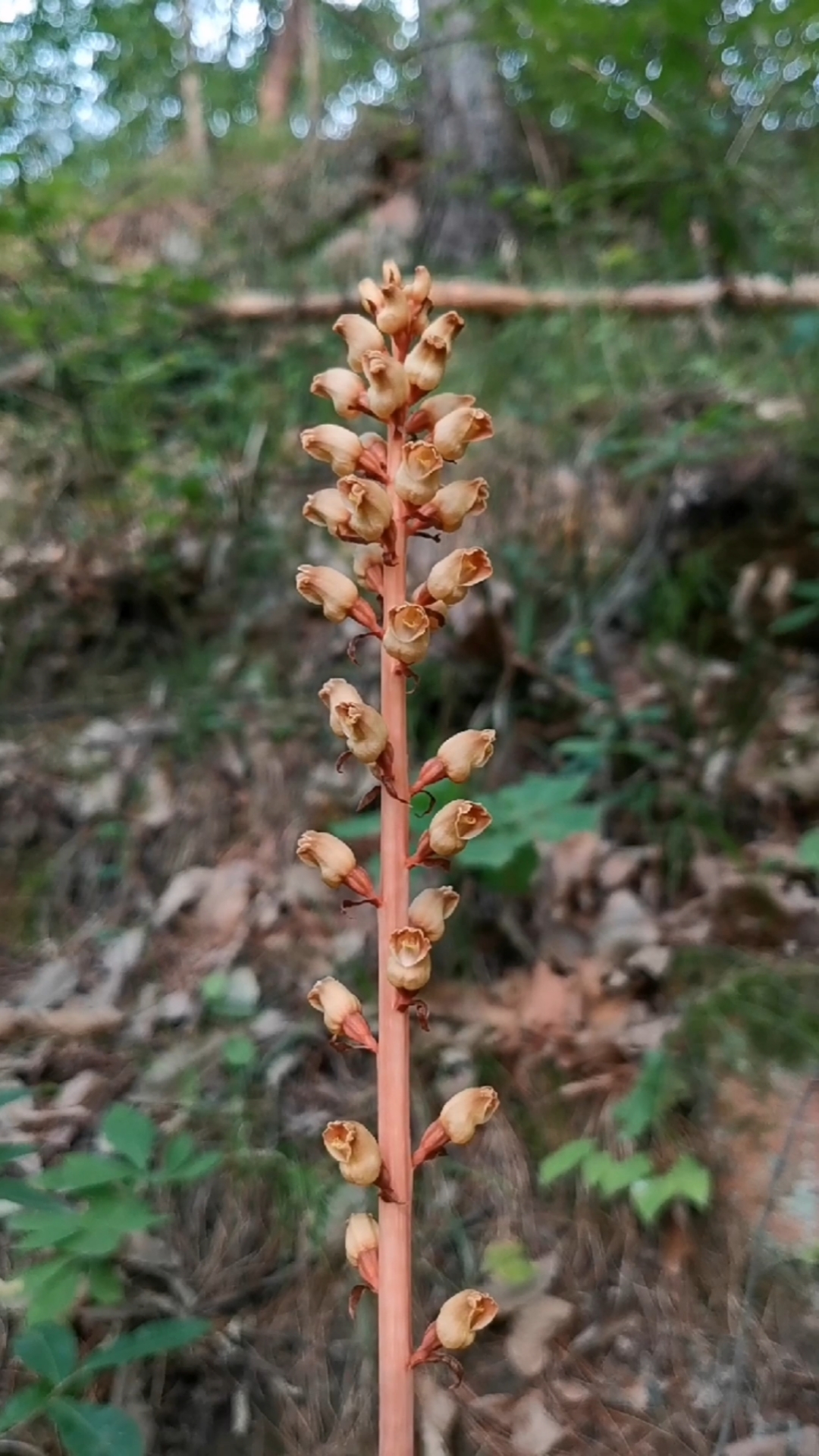 天麻#秦岭大山里的野生天麻,天麻又叫赤箭,定风草,属于名贵的中药材