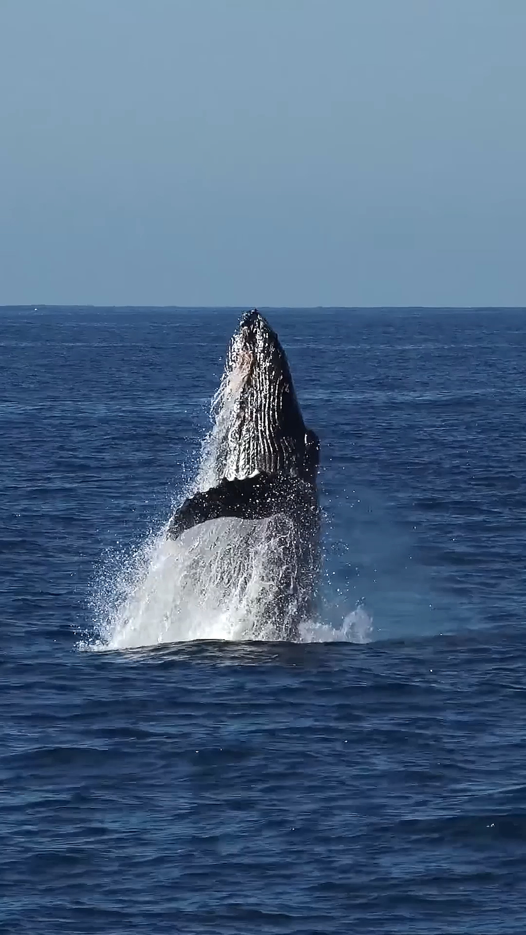 我们的海洋#深海座头鲸鲸跃瞬间