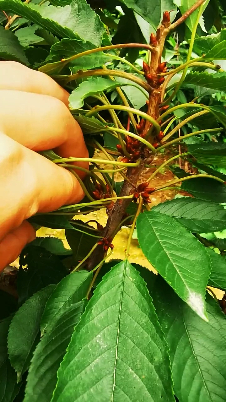 冰糖樱大樱桃,口感蜜甜糖度极高产量高,花芽分化期展示