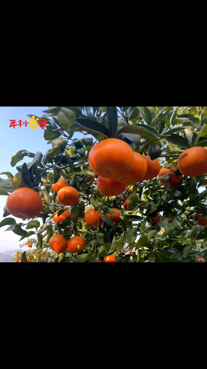 重庆巫山默科特柑橘橘中贵族,超易剥皮,果肉柔软多汁,风味浓郁,无籽或