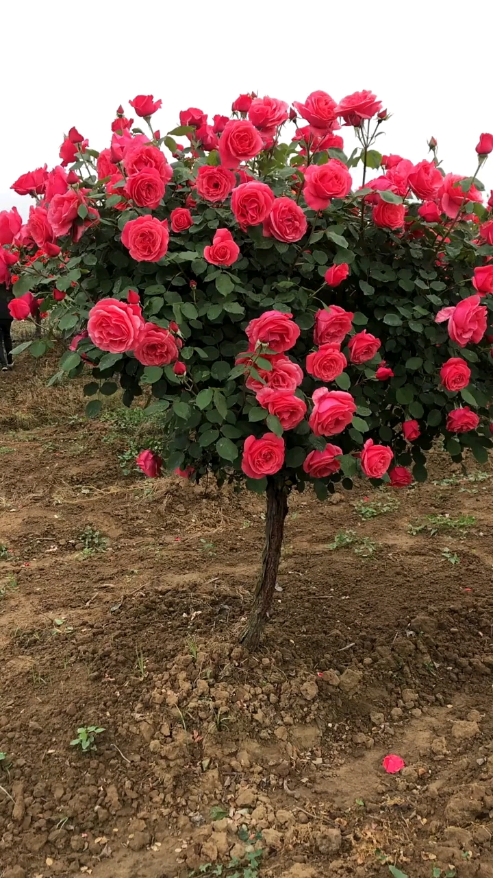 国月大花月季树桩粗杆直花艳浓番适用各种场合