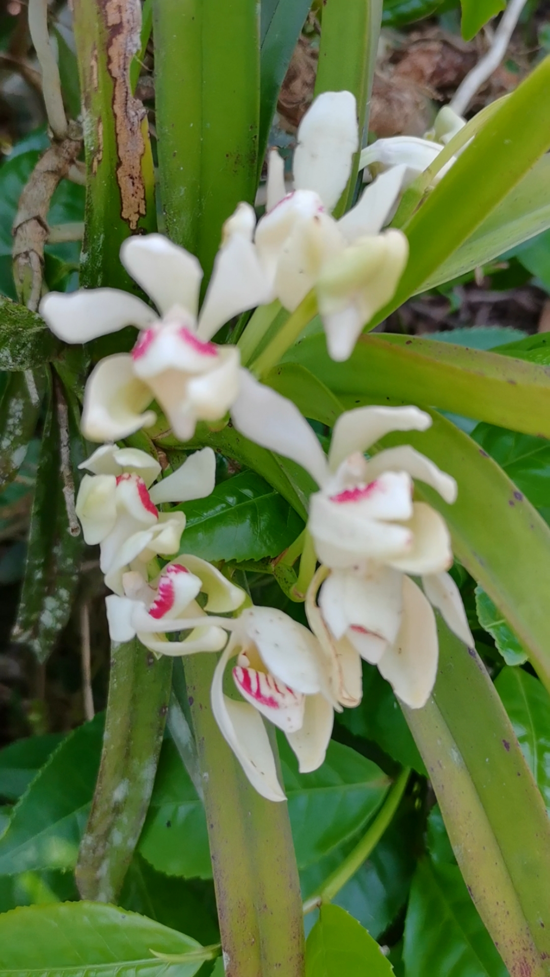 石斛记#茶地里,有茶香,还有花香,原来是香花万代兰