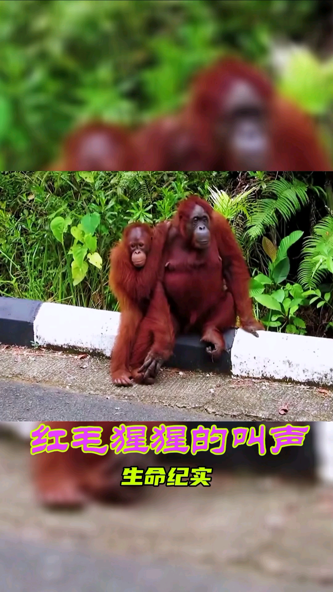 动物世界#红毛猩猩的叫声