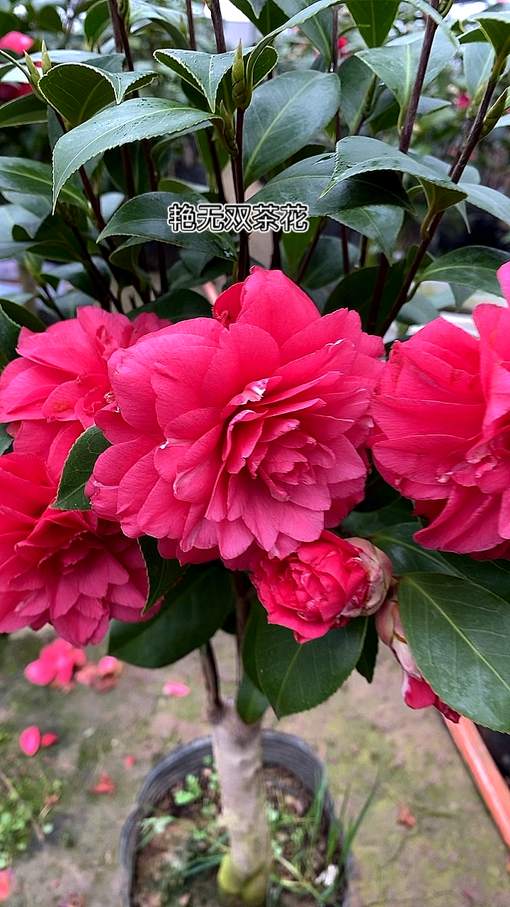 茶花名品艳无双完全重瓣树形茂密