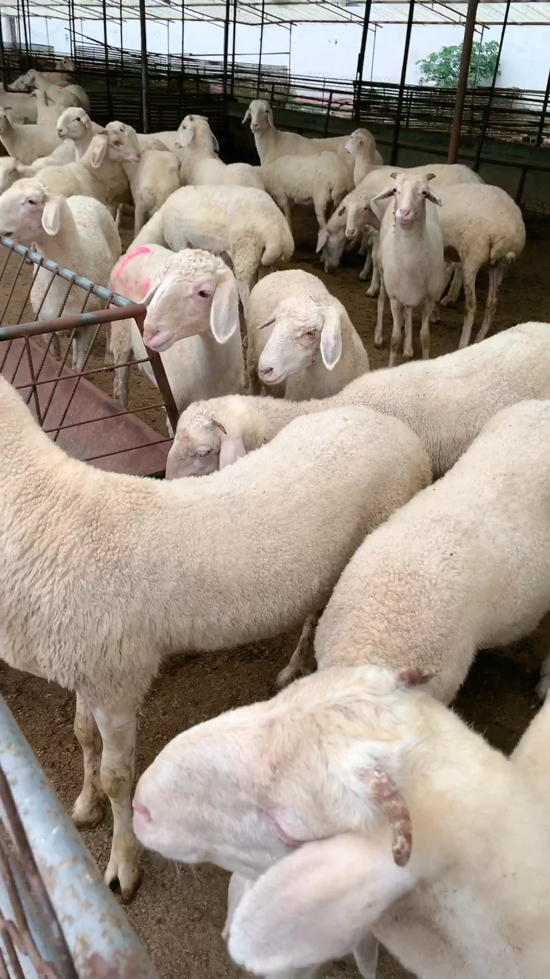 感谢全民我要上热门#精品小尾寒羊基础母羊