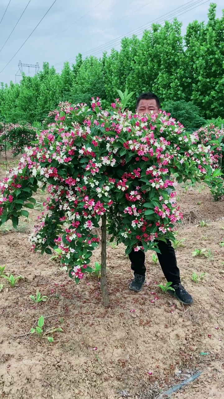 五彩锦带,寓意前程似锦开花彩色,耐寒耐旱南北方都可以栽植