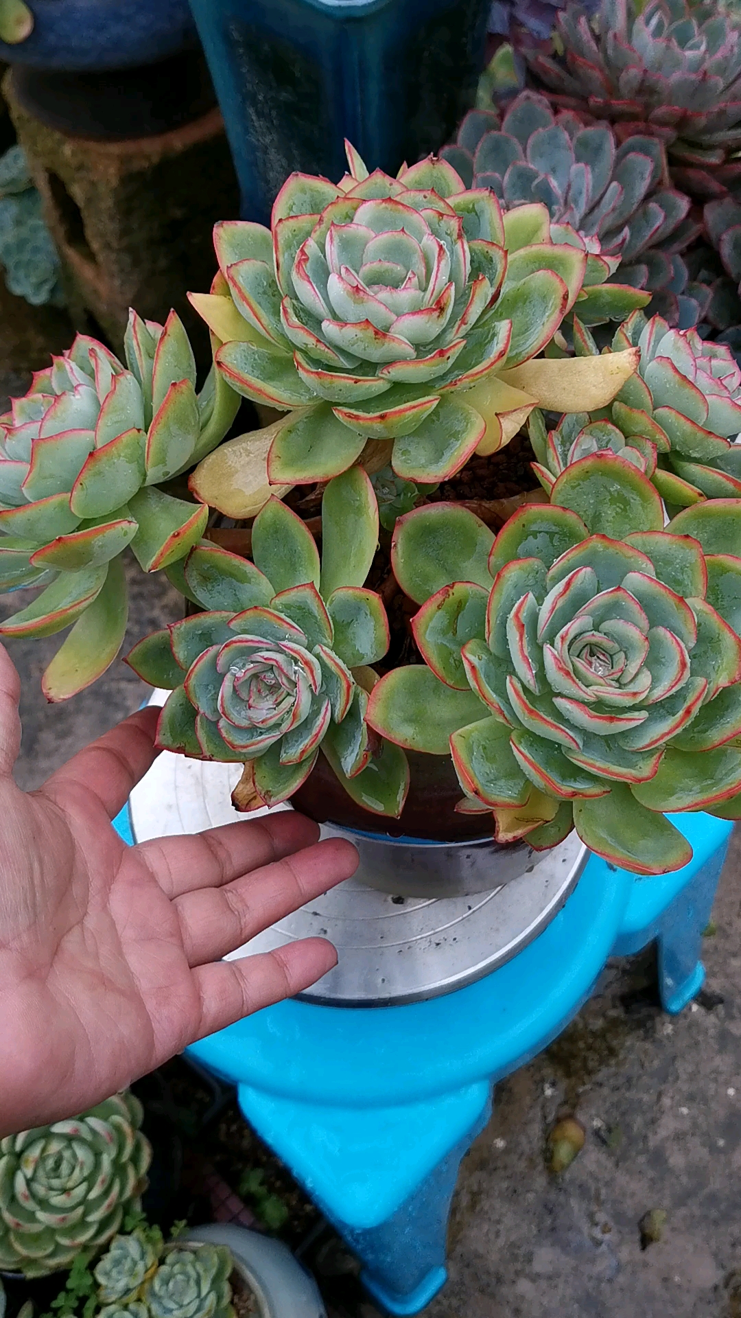 多肉晨露#美美的晨露越来越美了.有喜欢的吗?